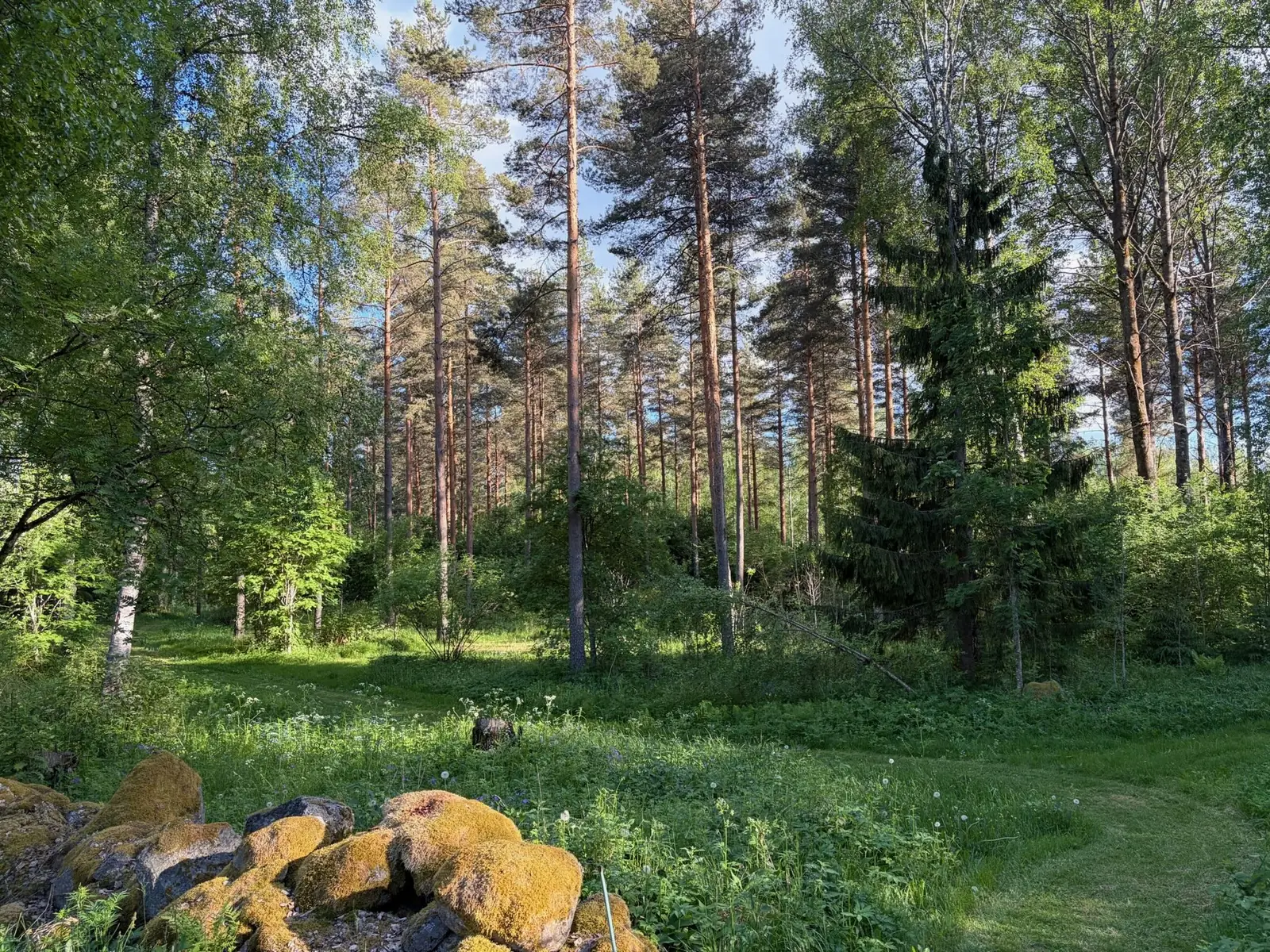 woodland pitch at Taika Camping