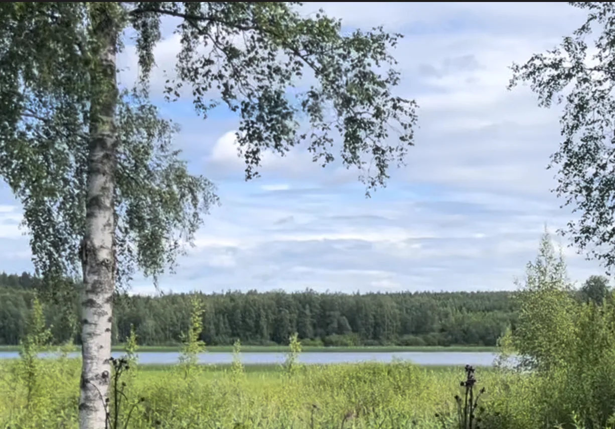 Lakeside view with birch trees at Taika Camping